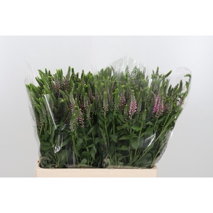 Veron L Skyler Pink 60