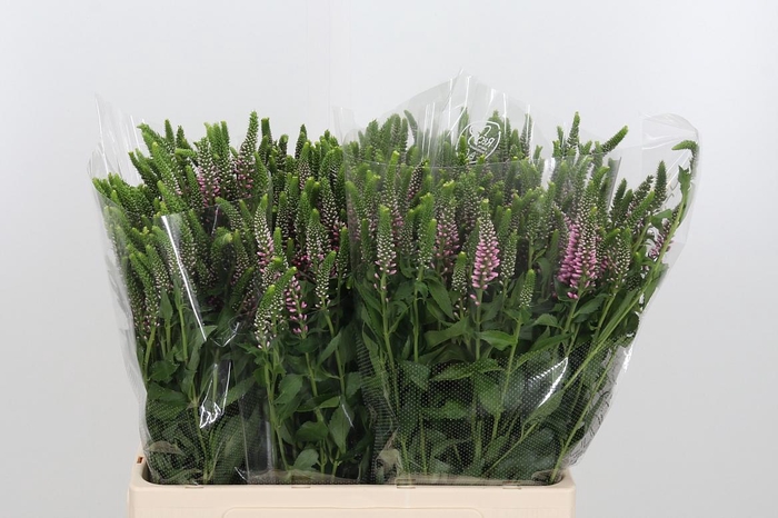 <h4>Veron L Skyler Pink 60</h4>