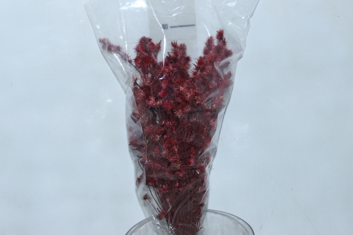 <h4>PLANTA SECA ROSINHA VERMELHO DESIDRATADO 50CM</h4>
