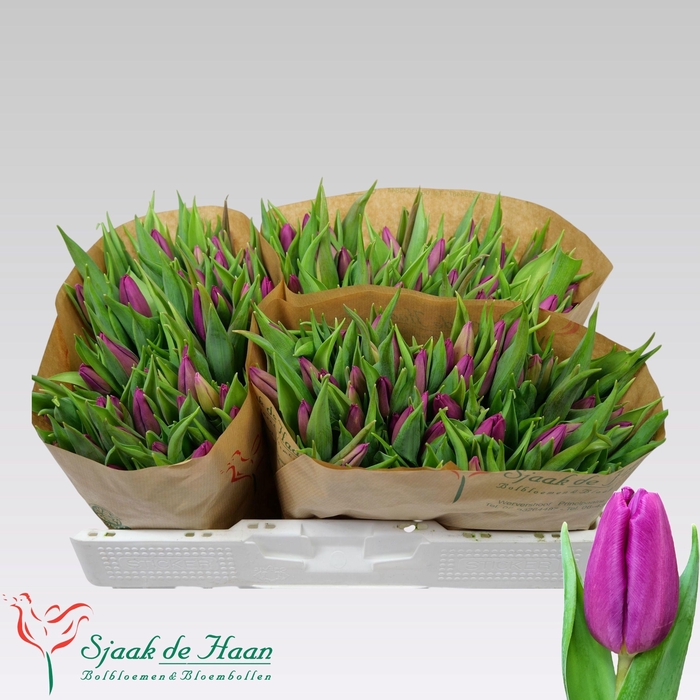 <h4>TU EN PURPLE PRINCE</h4>