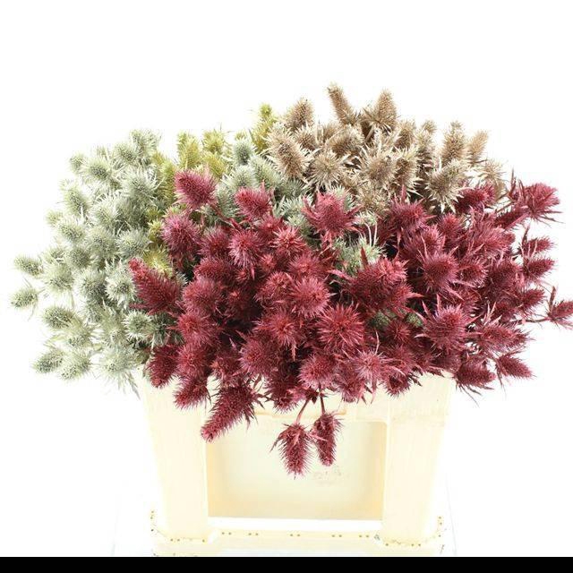 <h4>ERYN A OV KLB H%</h4>