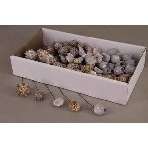 Wire Leucadendron White Wash