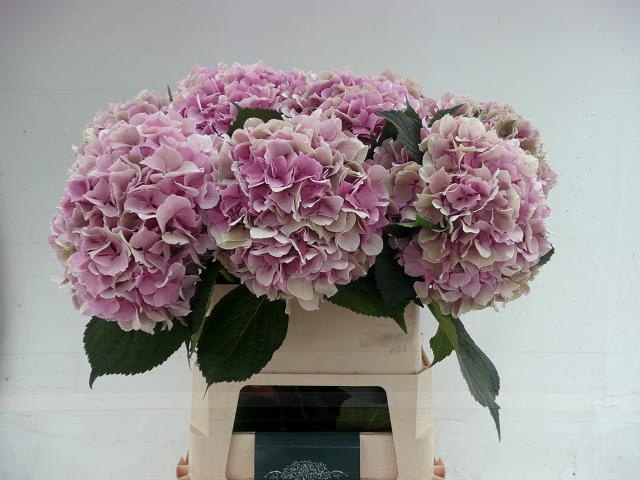 <h4>HYDR M TRENDY CL</h4>