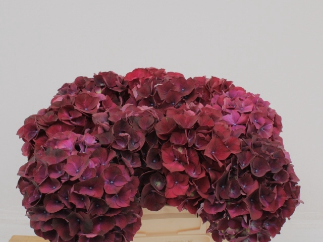 <h4>HYDR M MAG PI RUBY P</h4>