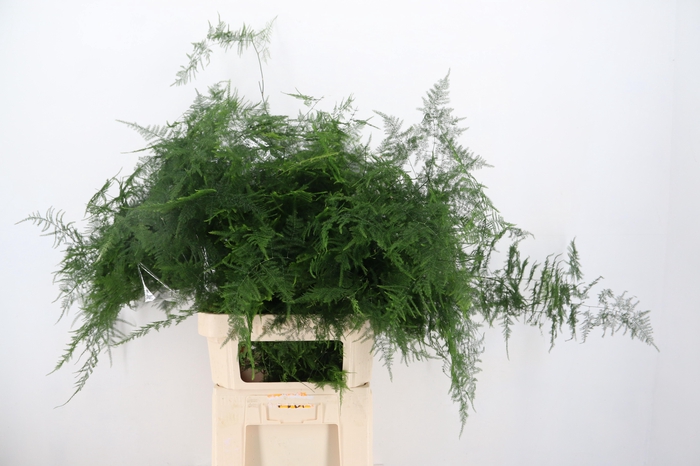 <h4>ASP SETACEUS</h4>