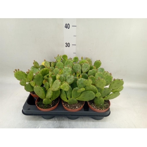 Opuntia humifusa