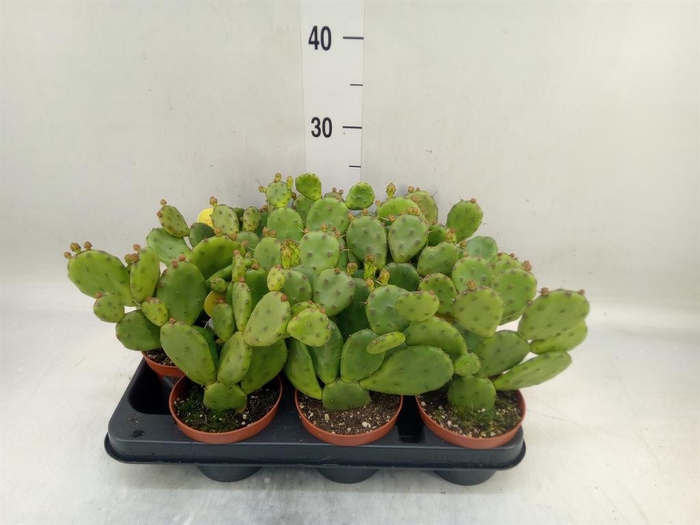 <h4>Opuntia humifusa</h4>