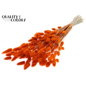 Lagurus Premium per bunch Orange