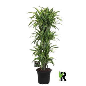 Dracaena fragr. Lemon Lime vertakt