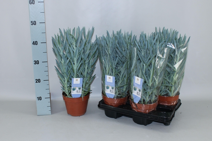 <h4>CURIO FIC MT EVEREST</h4>