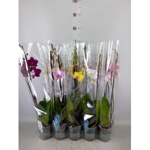 Phalaenopsis   ...mix  5