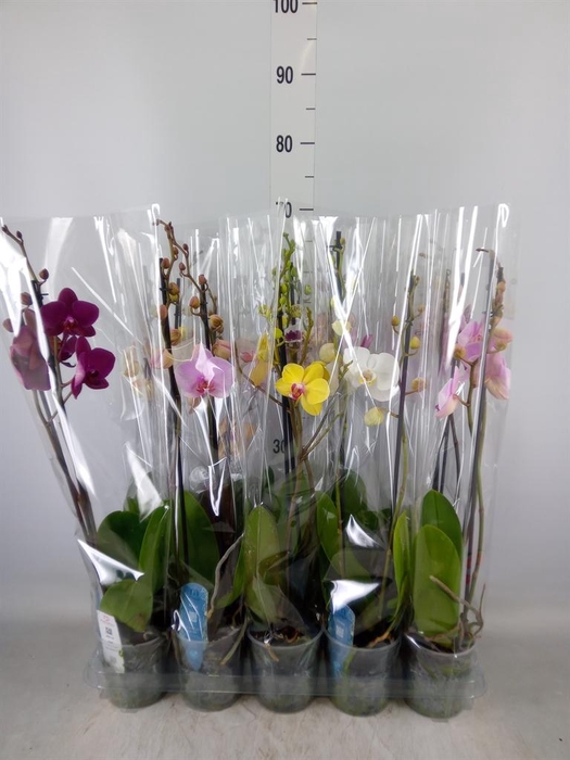 <h4>Phalaenopsis   ...mix  5</h4>