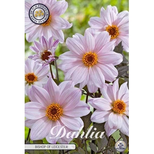 Dahlia Bishop of Leicester x1
