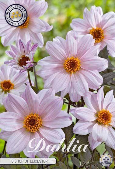 <h4>Dahlia Bishop of Leicester x1</h4>
