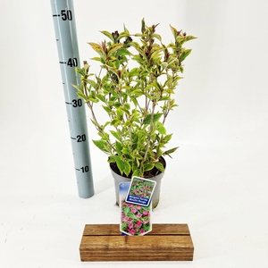Weigela florida 'Brigela' PBR