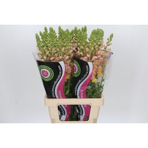 Antirrhinum Potomac Light Orange