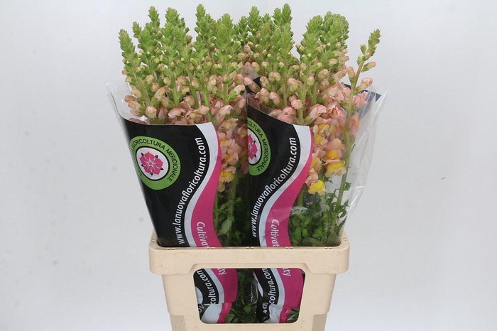 <h4>Antirrhinum Potomac Light Orange</h4>