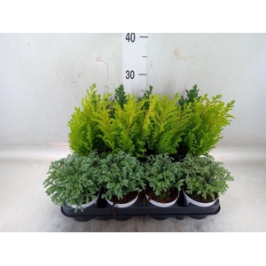 Chamaecyparis  'Woody World'  ..mix