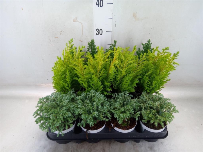 <h4>Chamaecyparis 'Woody World' ..mix</h4>