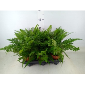 Polystichum tsussimense