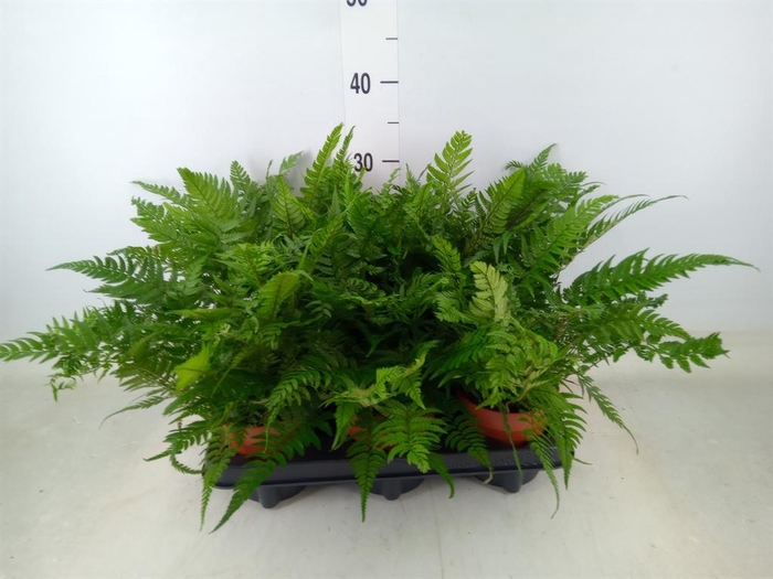 <h4>Polystichum tsussimense</h4>