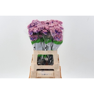 Dian. ST. DYED Passion