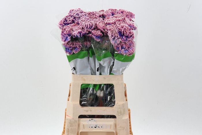 <h4>Dian. ST. Tinted Passion</h4>