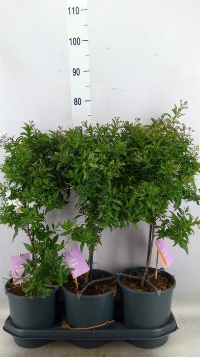 <h4>Solanum jasminoides</h4>