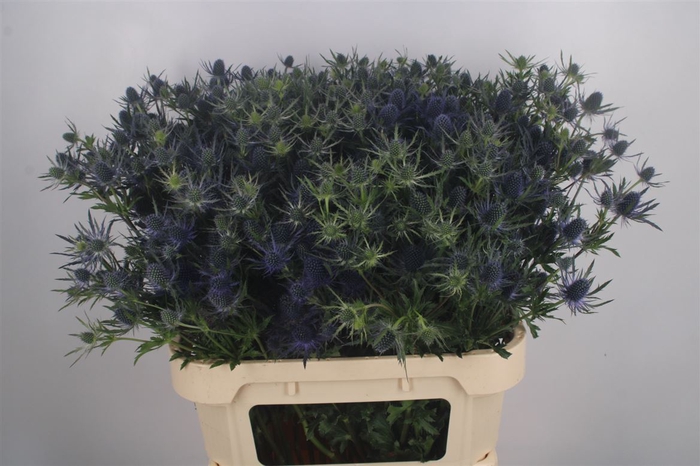 <h4>Eryngium Mag Blue Lagoon</h4>