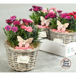 ARR TUINPLANTEN