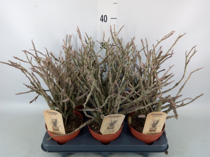 <h4>Euphorbia   ...</h4>