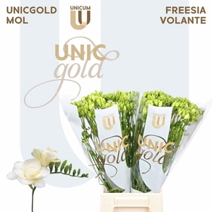 Freesia du Volante