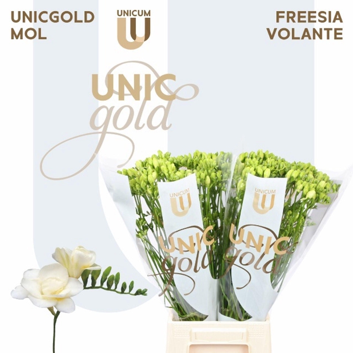 <h4>Freesia du Volante</h4>