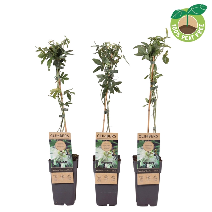 <h4>Passiflora Constance Elli</h4>