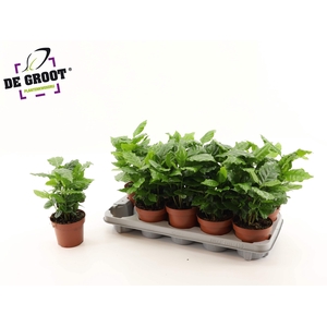 COFFEA ARABICA