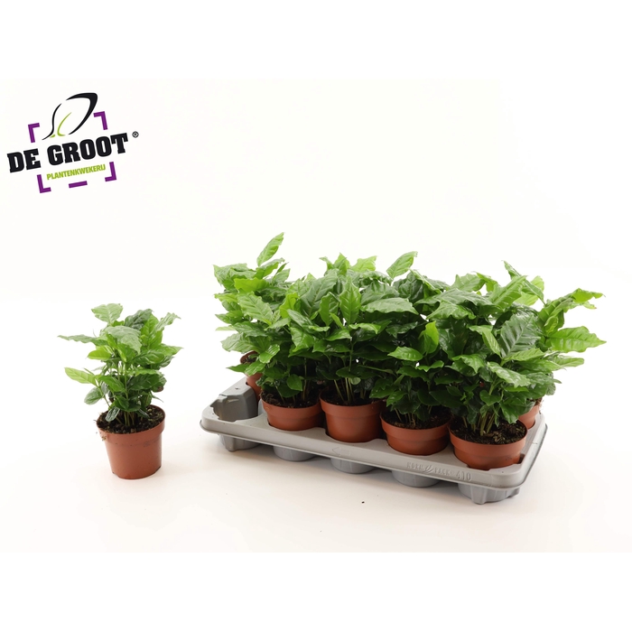 <h4>COFFEA ARABICA</h4>