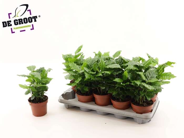 <h4>COFFEA ARABICA</h4>