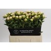 Paeonia lactiflora 'Miss America'