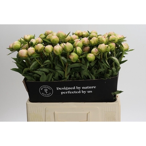Paeonia Miss America