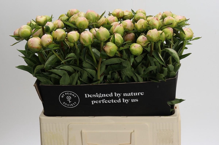 <h4>Paeonia lactiflora 'Miss America'</h4>