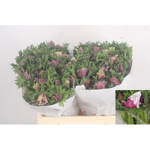 ANEM CO MIS + RARITY