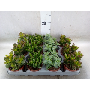 Crassula   ...mix