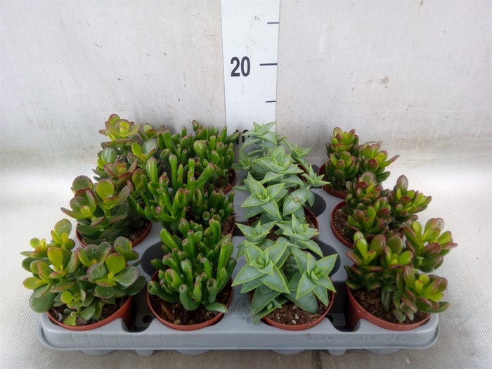 <h4>Crassula   ...mix</h4>