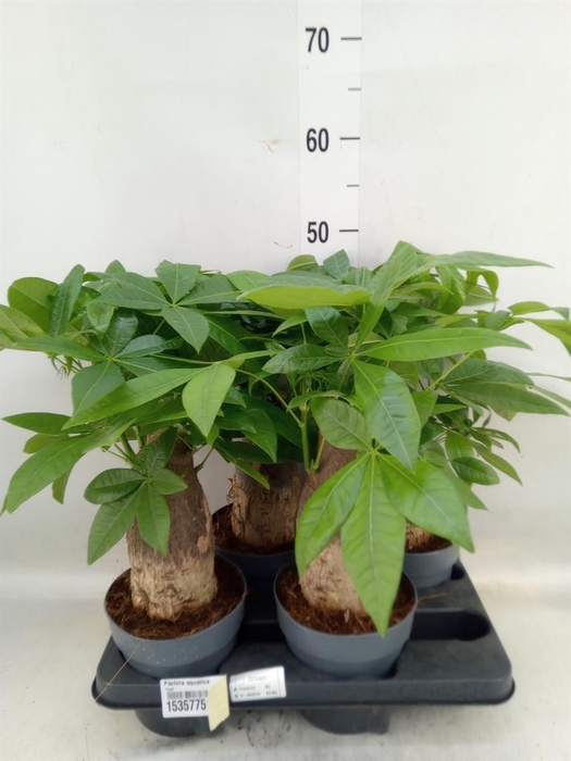 <h4>Pachira aquatica</h4>