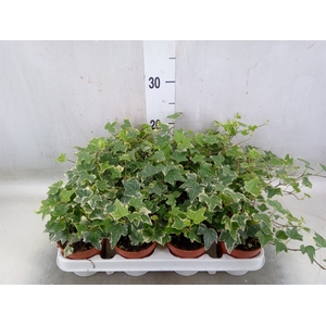 Hedera helix 'Eva'