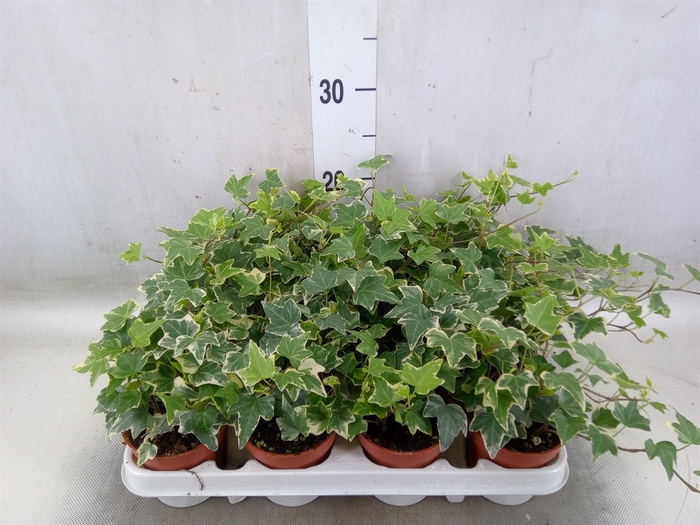 <h4>Hedera helix 'Eva'</h4>