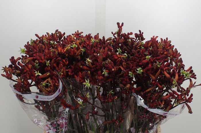 <h4>Anigoz Early Spring</h4>