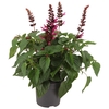 Salvia Salgoon Lake Flamingo rose