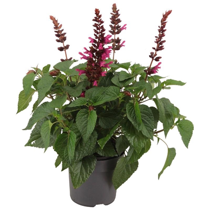 Salvia Salgoon Lake Flamingo rose