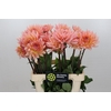 Dahlia Charleroi
